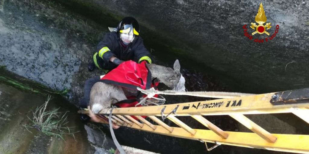 Ancona, i Vigili del fuoco salvano un capriolo caduto in un canale idrico