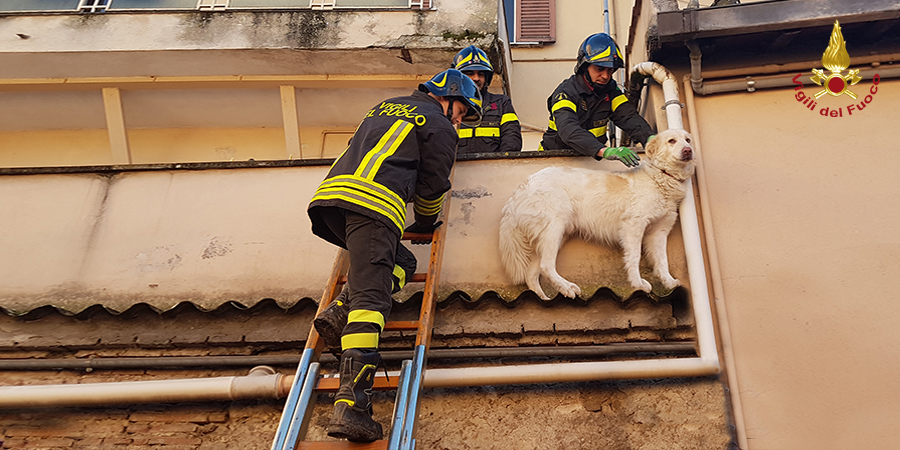 Rieti, salvataggio cane
