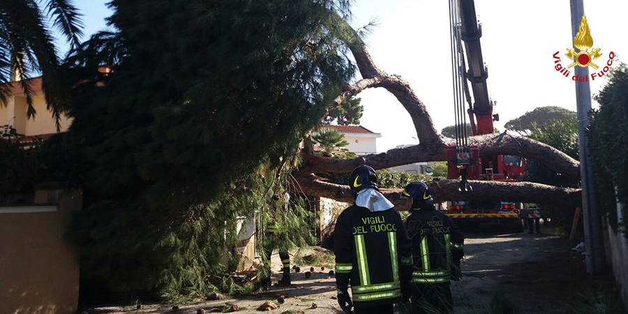 Roma, caduta albero
