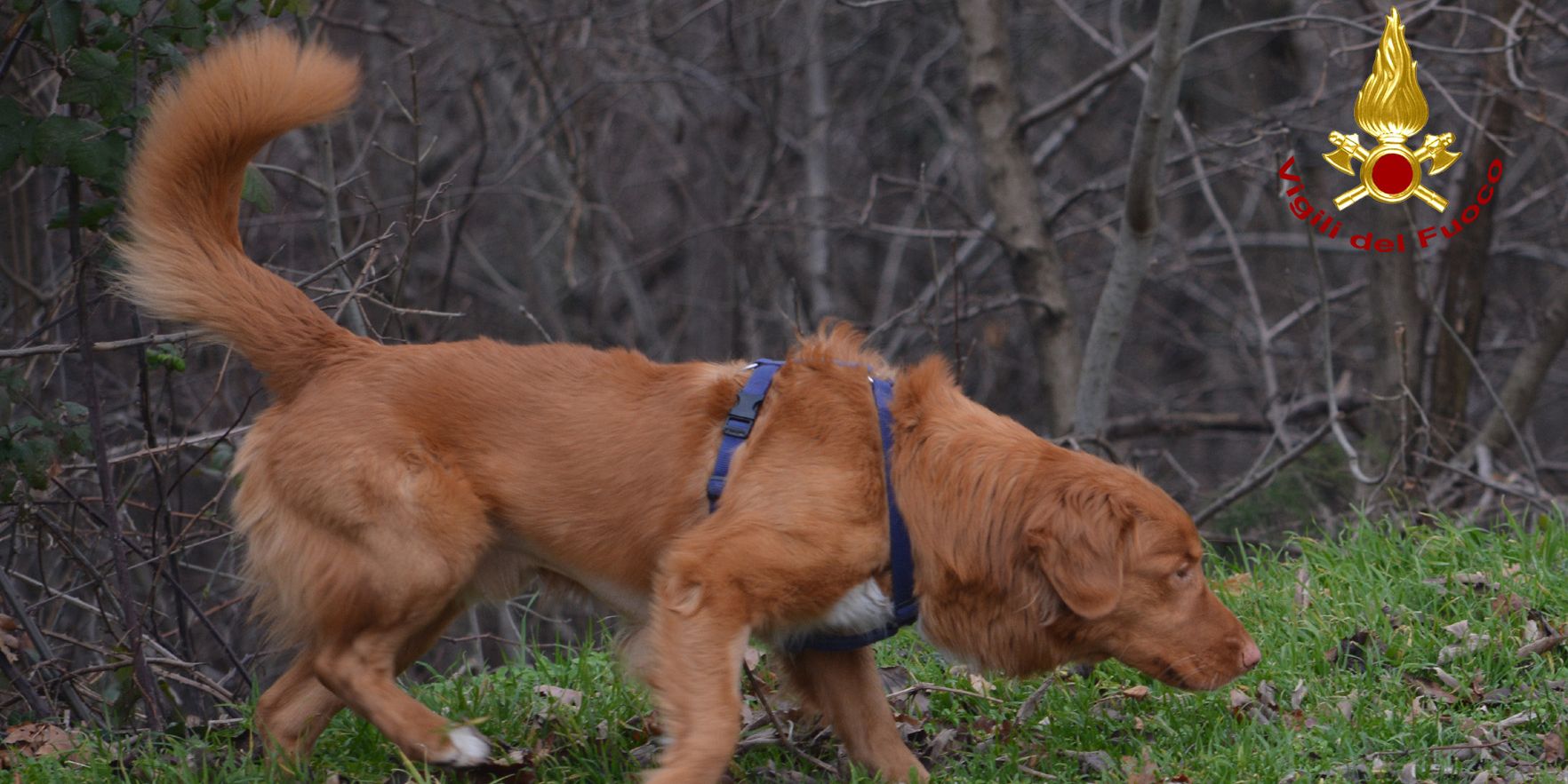 Padova, attività addestrativa delle unità cinofile dei Vigili del fuoco del Veneto e del Friuli V.G.
