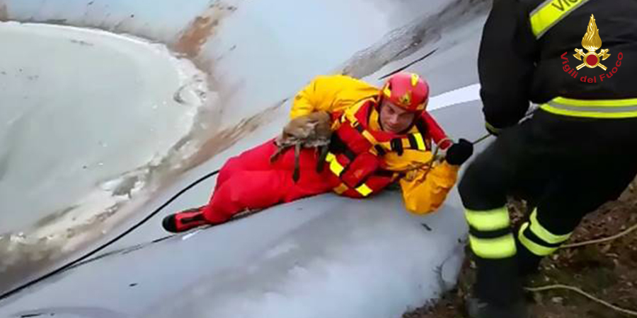 Perugia, salvata una volpe a Fossato di Vico