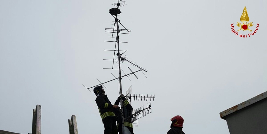 Reggio Emilia, soccorso un rapace rimasto ferito