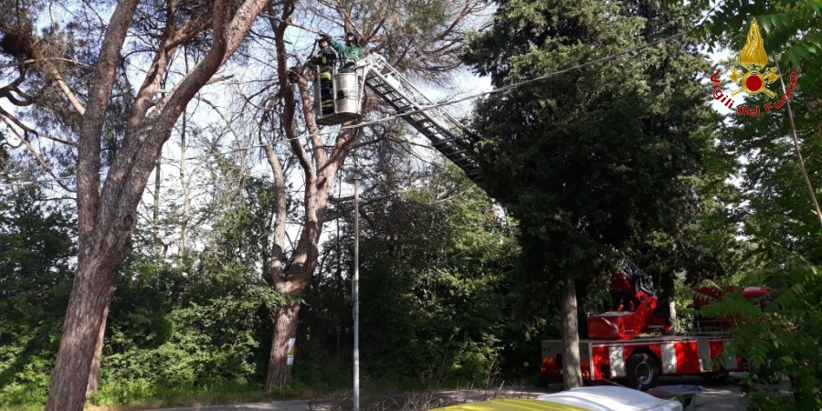 Ancona, rimossi rami pericolanti a Jesi