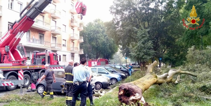 Torino, rimossa grande pianta ornamentale caduta al suolo dopo un violento temporale