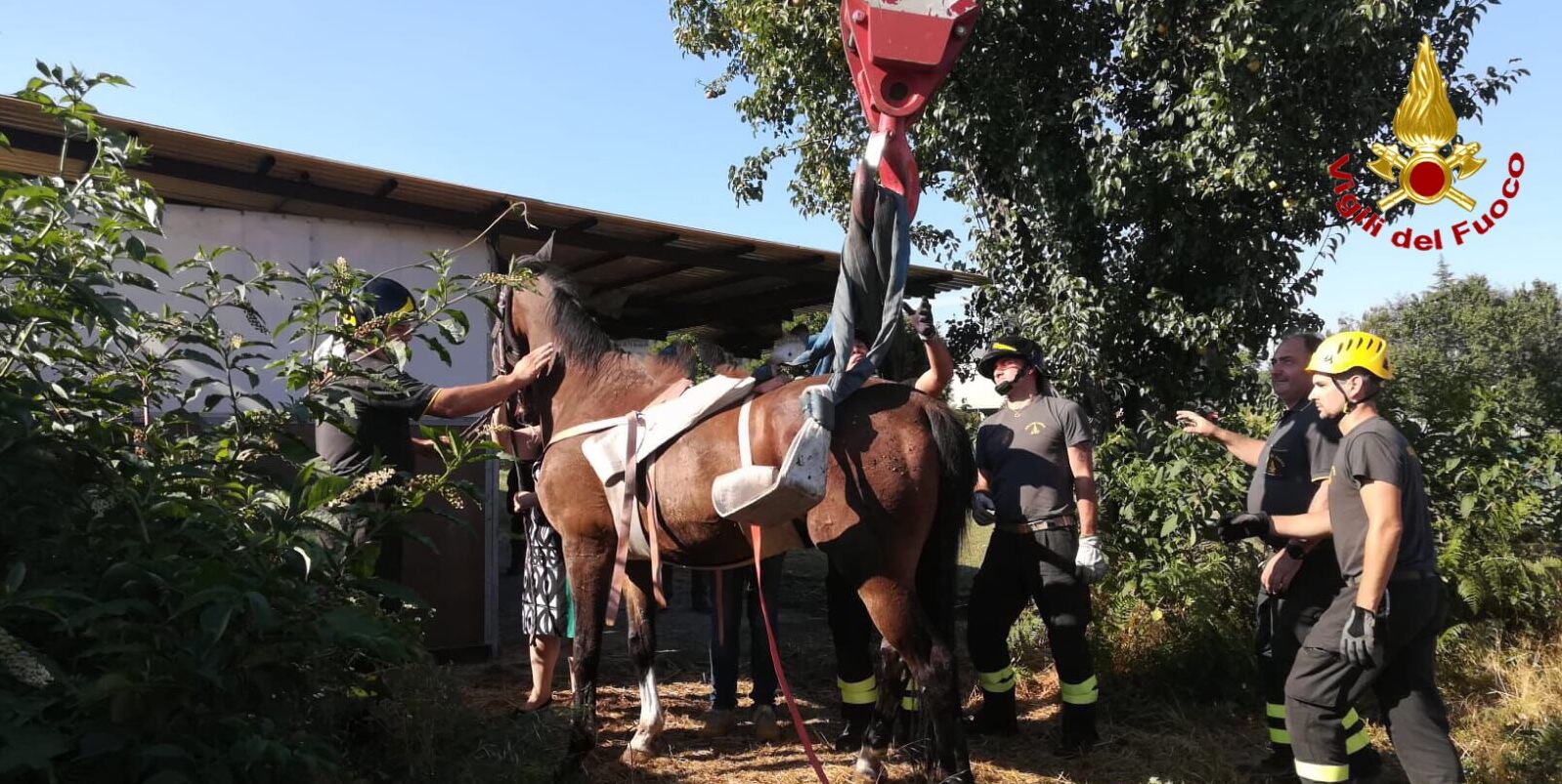Varese, soccorso un cavallo caduto in un fosso a Solbiate Olona