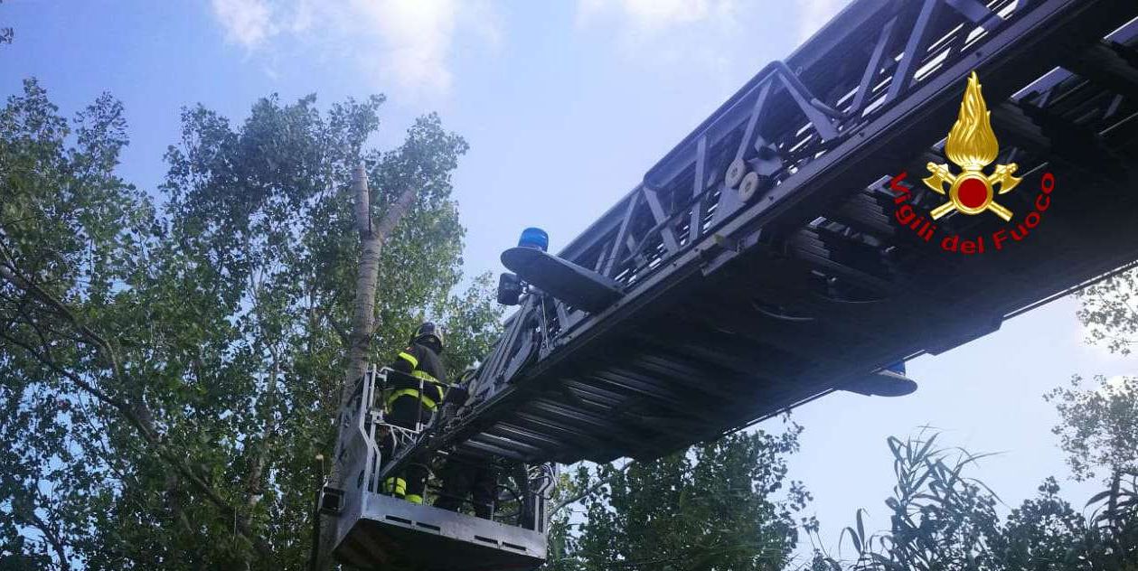 Ancona, rimosso alberto pericolante ad Agugliano