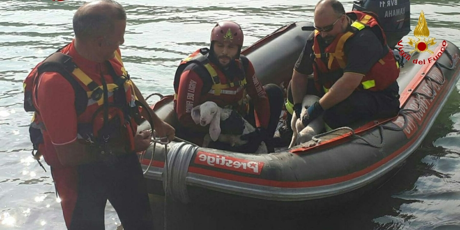 Verona, salvati due agnellini finiti su un isolotto dell'Adige