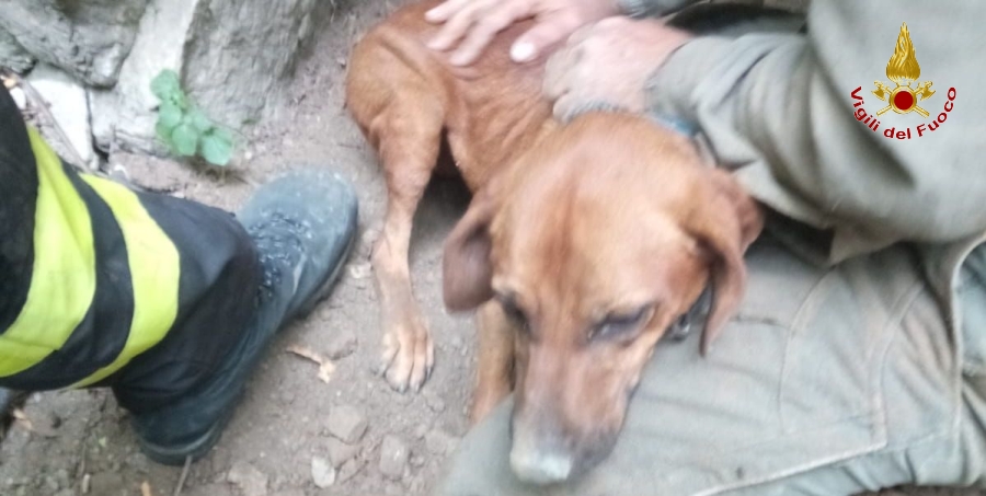Savona, salvati due cani da caccia sulle alture di Alassio