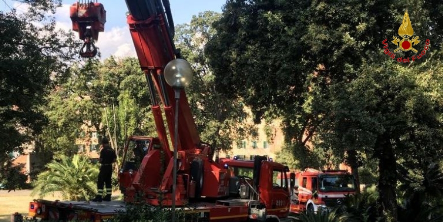 Genova, rimosso un grosso albero caduto a Carignano