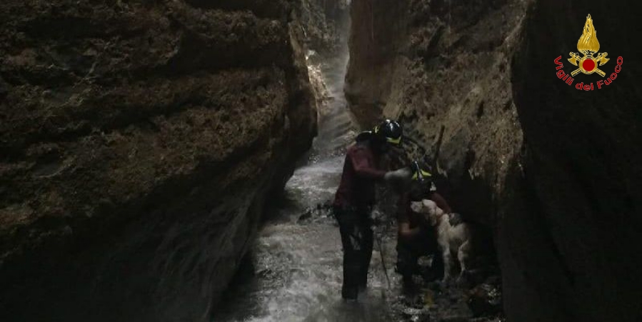 Vibo Valentia, i Vigili del Fuoco recuperano e portano in salvo un cane