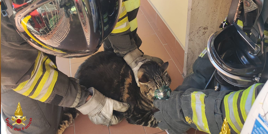 Prato, salvato gatto da abitazione invasa dal fumo Prato, salvato gatto da abitazione invasa dal fumo
