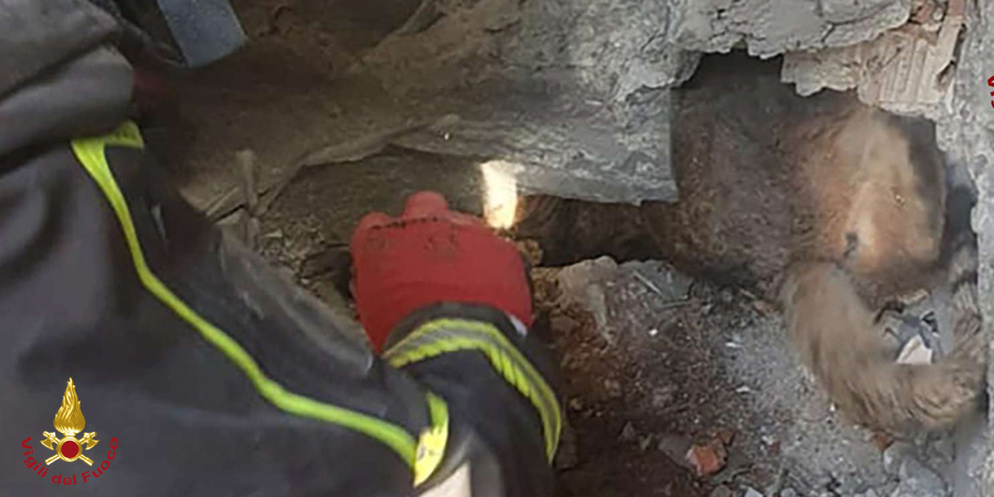 Genova, punta e mazzetta per salvare un gatto