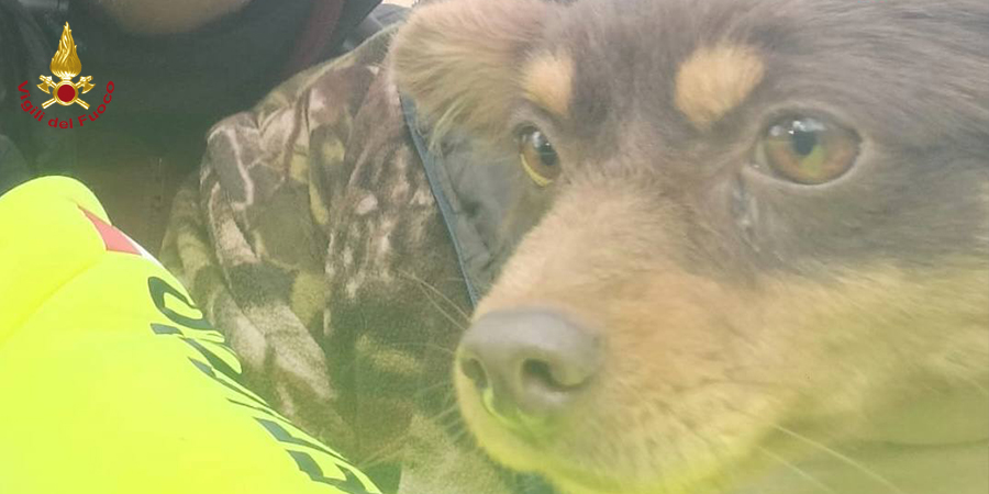 Potenza, salvato cane