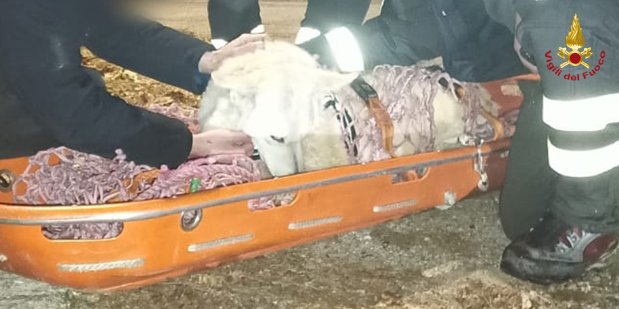 Udine, salvato pastore svizzero caduto in un dirupo