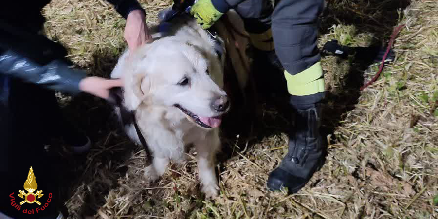 Roma, salvato cane finito in una buca