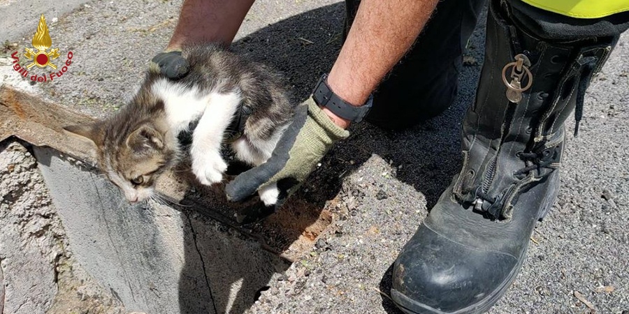 Fermo, salvataggio gatto