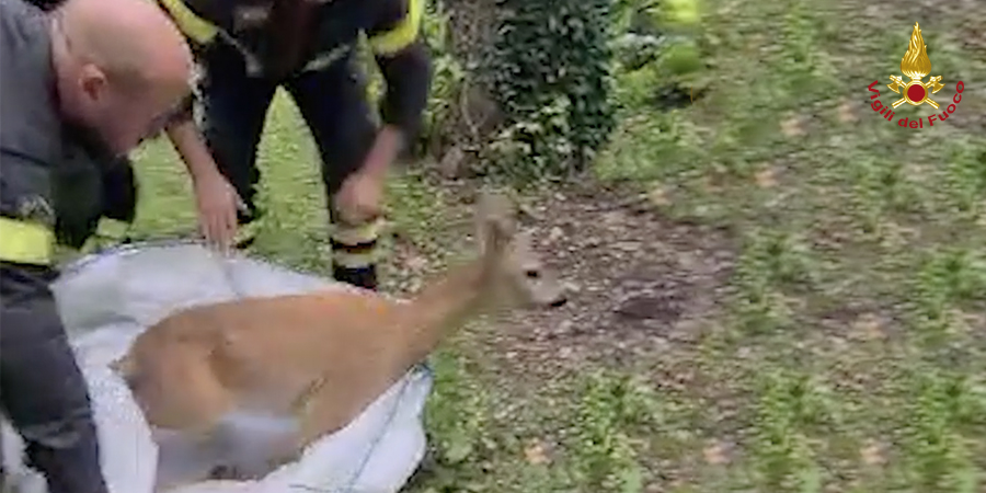 Genova, tratto in salvo capriolo