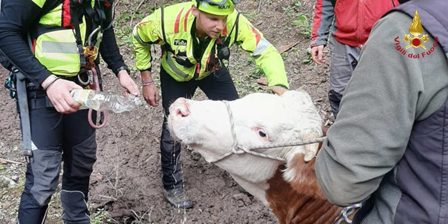 Udine, recuperata mucca caduta in un dirupo