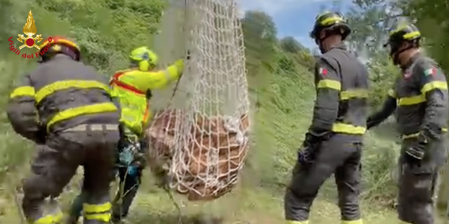 Pesaro Urbino, recuperato vitello con elicottero a Colli a Metauro