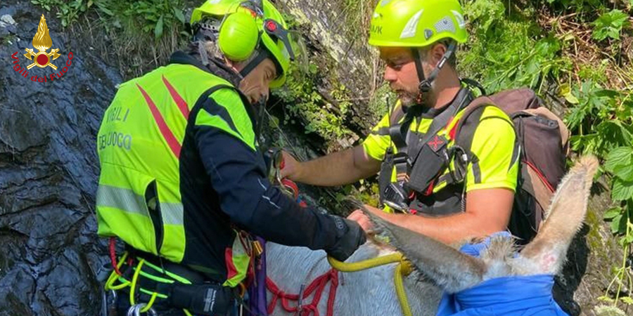 Udine, salvato asino