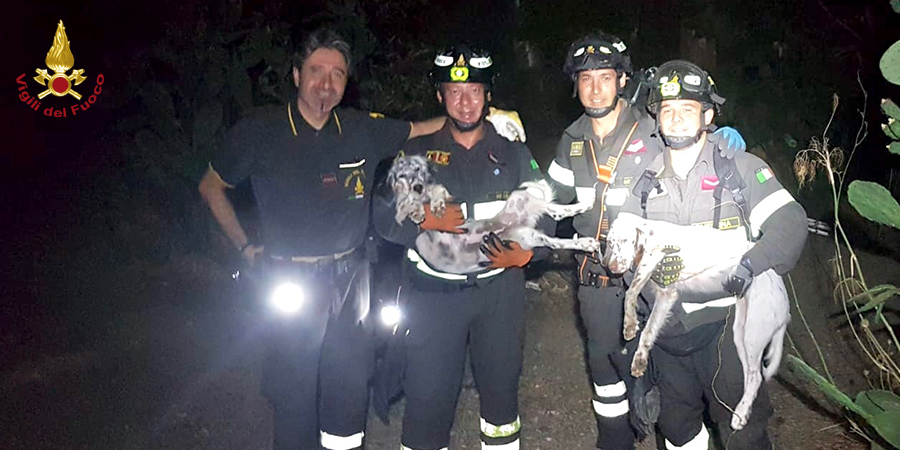 Messina, salvati due setter caduti in un dirupo