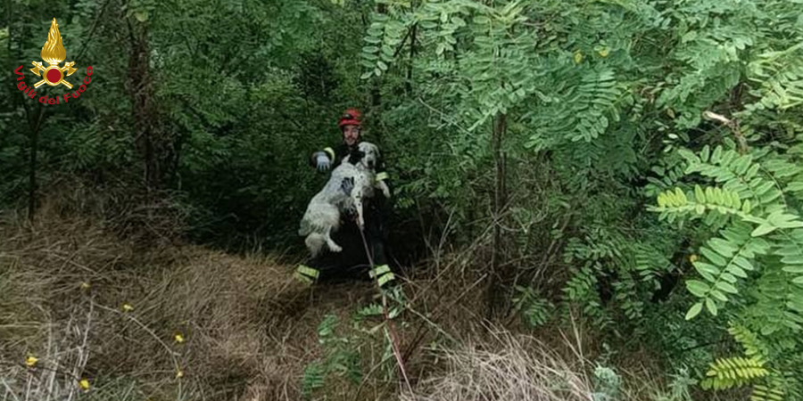 Ascoli Piceno, salvato cane caduto in dirupo