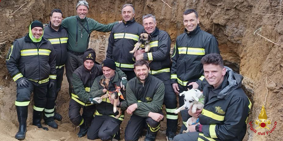 Perugia, salvata coppia di cagnolini