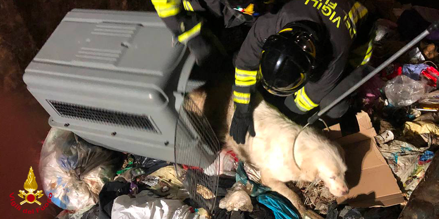 Ascoli Piceno, salvato cane da container di rifiuti