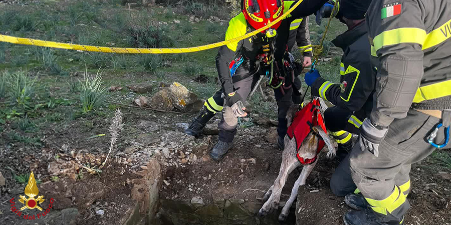 Roma, soccorso bovino caduto in un fosso a Civitavecchia