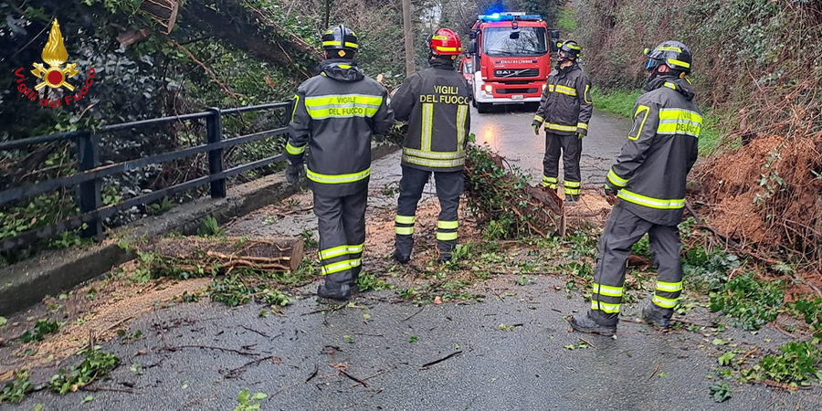Genova, cade albero a Sestri Ponente