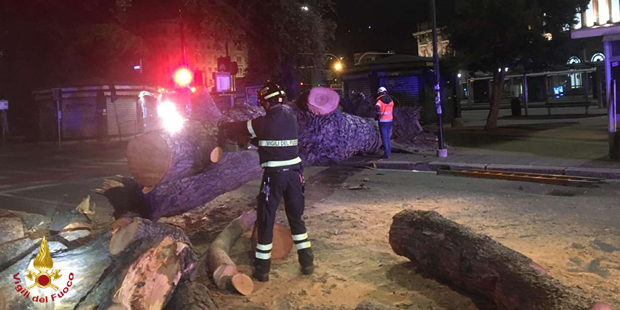 Genova, grosso albero cade sulla strada