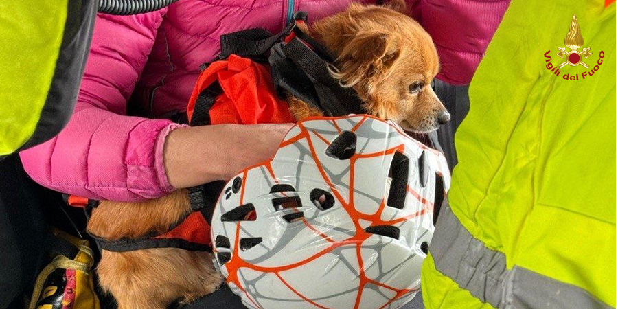 Brescia, i Vigili del fuoco salvano 2 cani rimasti isolati in zona impervia