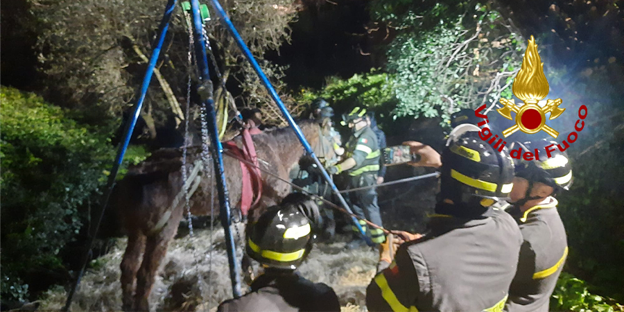 Genova, i Vigili del fuoco soccorrono un cavallo scivolato da una piana a Cogorno