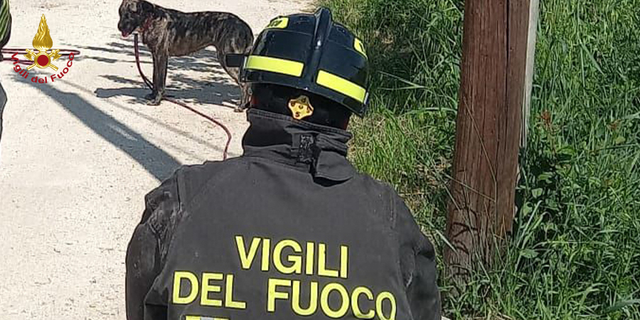 Macerata, salvato un cane a Civitanova Marche Macerata, salvato un cane a Civitanova Marche
