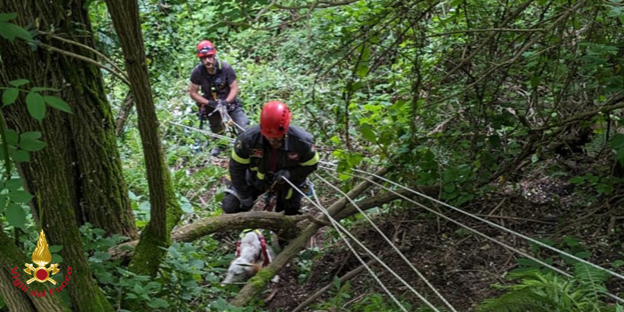 Caserta, salvataggio cane Caserta, salvataggio cane