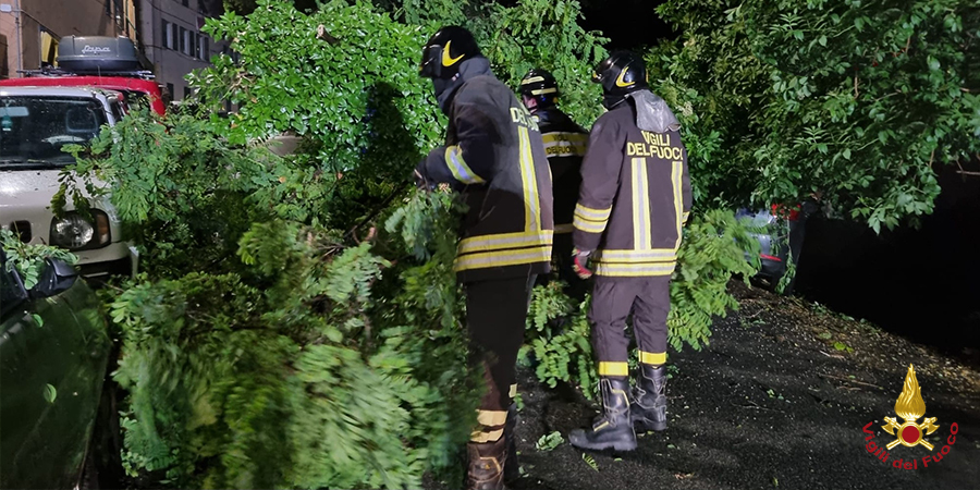 Genova, rimossa grossa pianta di acacia