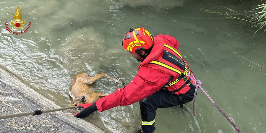 La Spezia, salvataggio capriolo