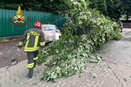 Albero pericolante - Borgosesia (VC)