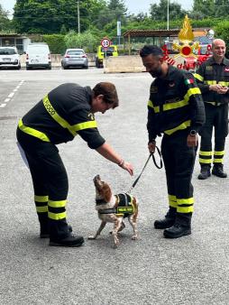 Va in pensione Foglia, il cane Vigile del fuoco di Prato