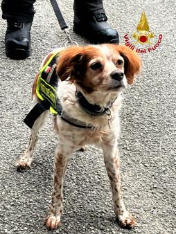 Va in pensione Foglia, il cane Vigile del fuoco di Prato