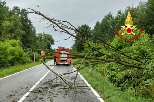 Bloccata la SP142 tra Gattinara e Roasio per una pianta caduta sulla strada