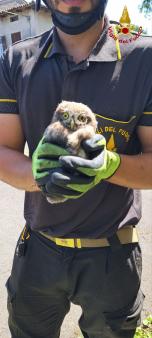 Gufo salvato a Gorizia