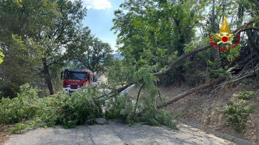 Abero caduto sulla sede stradale