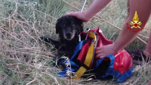 I Vigili del fuoco salvano un cane caduto in pozzo profondo 4 metri