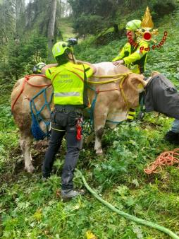 Vigili del fuoco portano in salvo una mucca caduta in un dirupo
