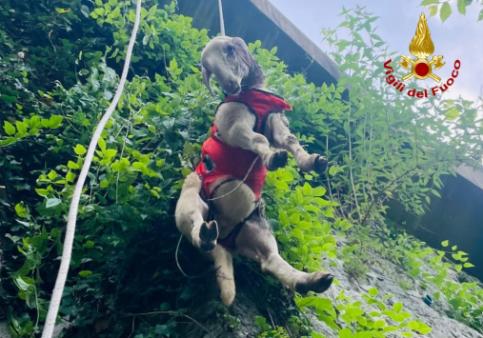 Soccorso un agnellino a Enemonzo