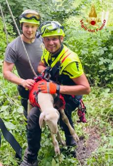 Soccorso un agnellino a Enemonzo
