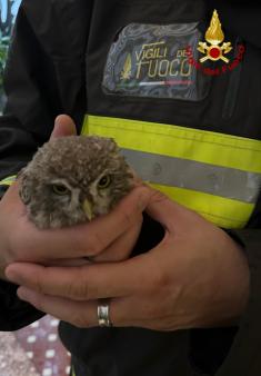 I Vigili del fuoco salvano una piccola civetta a Codroipo