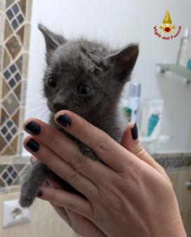 I Vigili del fuoco salvano un gatto rimasto incastrato in un'intercapedine