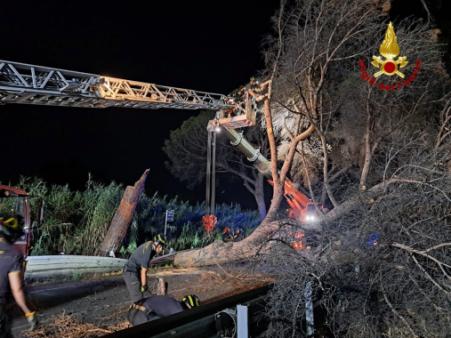 Albero cade sulla sede stradale. Traffico bloccato